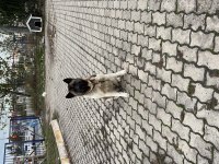Amerikan Akita