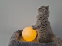 Safkan ve 5 kuşak şecereli british longhair bebekler