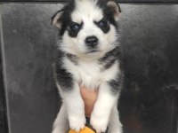 Husky Bebeklerimiz
