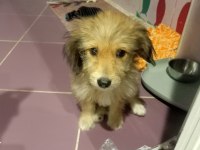Köpeğimizle ücretsiz iyi bakacak olan ilgilensin lütfen