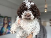 Minyatür Poodle Uygun