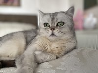 Kedimize Kalıcı Yuva Arıyoruz