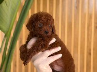 TOY POODLE YAVRULARI