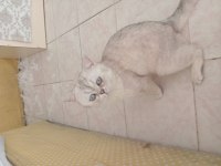 British shorthair blue point