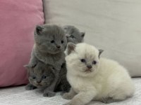 Cins British Shorthair Yavrularımız Yuvalarını Arıyor