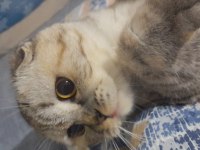 Scottish fold kızımıza damat arıyoruz