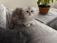 Scottish fold dişi