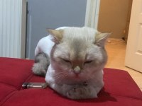 2 yaşında british shorthair