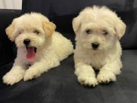 2 aylık yavru terrier yavrumuz