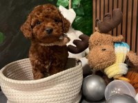 ANKARA NIN EN GÜZEL TOY POODLE YAVRULARI