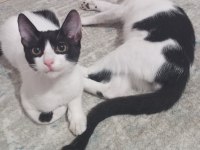 ÇOK ACİL YUVA 6 KEDİYE