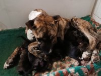 Safkan Amerikan Tiger Presa Canario