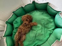 Teacup dişi Kore poodle