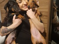 Dacshund yavrularım mevcut A Kalite