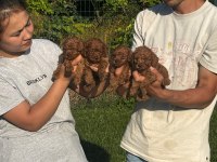 Toy poodle ırk ve sağlık garantili