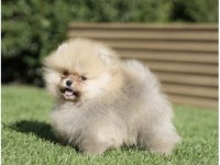 Mükemmel Ayı Surat Boo Pomeranian
