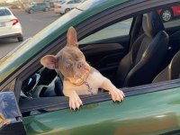 8 aylık dişi FRENCH BULLDOG