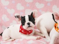 FRENCH BULLDOG YAVRULARI