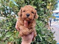 Kilo ve boy garantili poodle