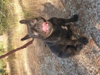Kızanda French Bulldog