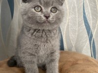 45 günlük erkek scottish fold (kırık kulak)