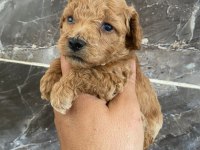 Orjinal minyatür toy poodle