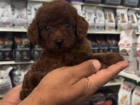 Safkan Toy Poodle Yavrularımız
