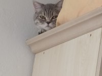 Erkek british shorthair 8-9 aylık