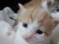 6 tane yavru kedimiz 4 haftalık