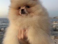 POMERANİAN BOO TEDDY FACE