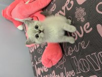British Shorthair Yavrular