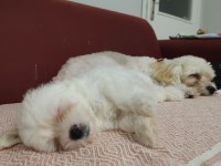 Erkek Maltese yavrusu