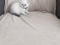 Son iki dişi scottish fold yavrum