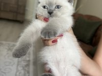 Beyaz british shorthair