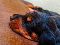 Hırslı Doberman yavrular