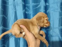 Safkan cocker yavrularımız Sahiplendirilecektir