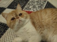 Exotic shorthair 1 yaşında