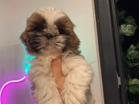 Safkan shih-tzu bebekler