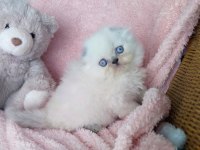 Harika bir yavru scottish fold