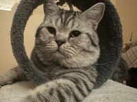 British shorthair oğluma dişi arıyorum