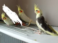 Sultan papağanı ist sancaktepe