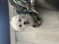 4 aylık terrier