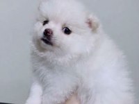 Pomeranian Dişi Bebeklerim