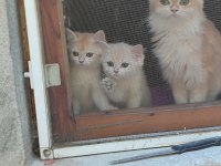 Bri golden bir dışı iki erkek