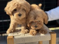 Petmode köpek çiftliğiinde zyarete açık kore maltipoo