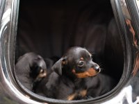 minyatür pinscher