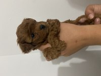 Has birinci kalite toy poodle