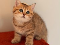 Black golden ticket british shorthair