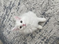 British longhair