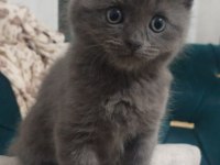 2 aylık 2 dişi ve 1 erkek british shorthair yavrular